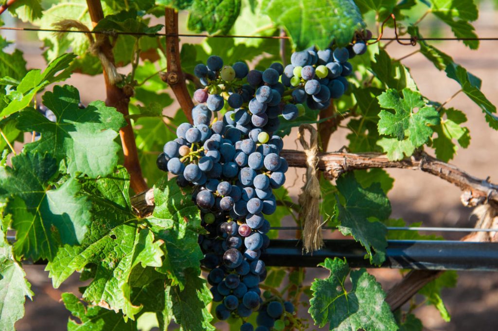 Unique Ways of Planting Grapes