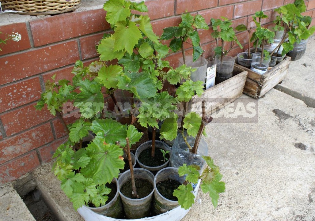 Unique Ways of Planting Grapes