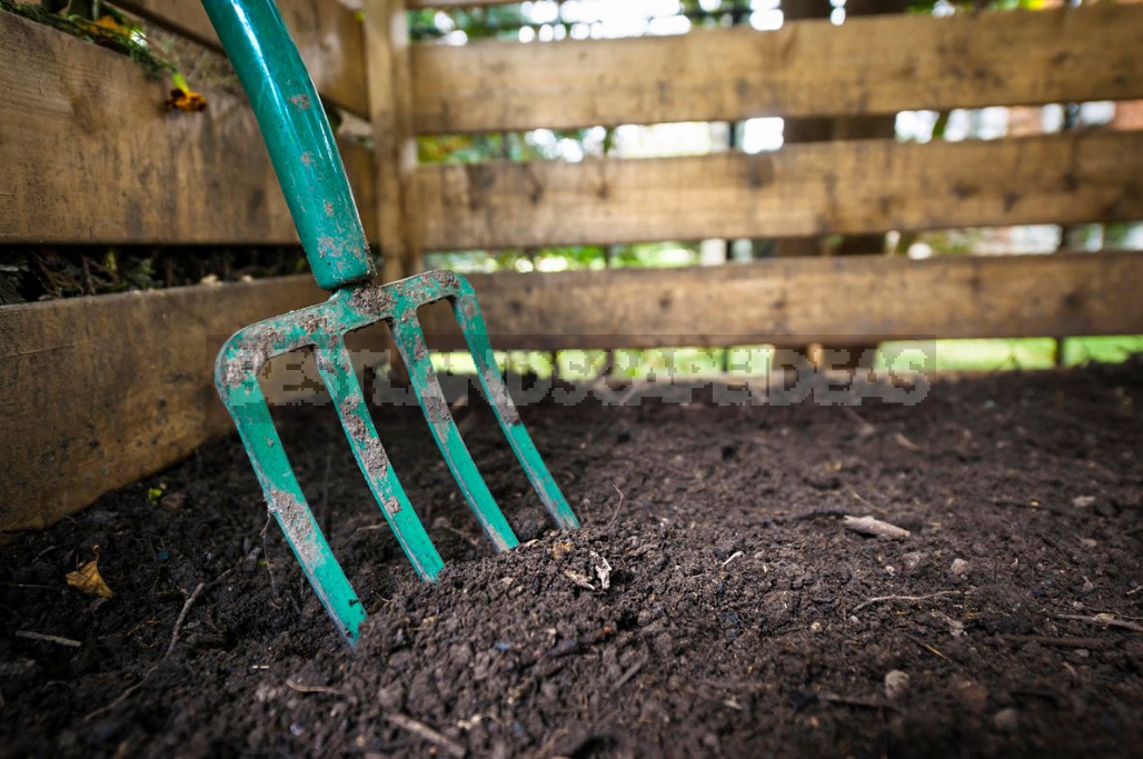 Unique Ways of Planting Grapes