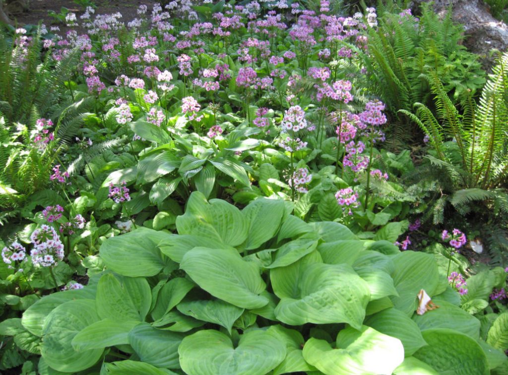 What To Plant In the Shade: Plants For Flower Beds