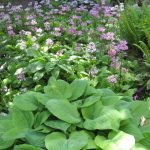 What To Plant In the Shade: Plants For Flower Beds