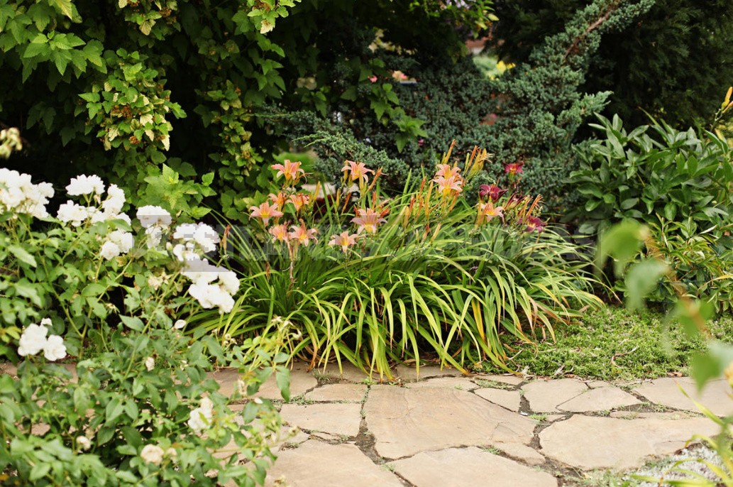 What To Plant In the Shade: Plants For Flower Beds