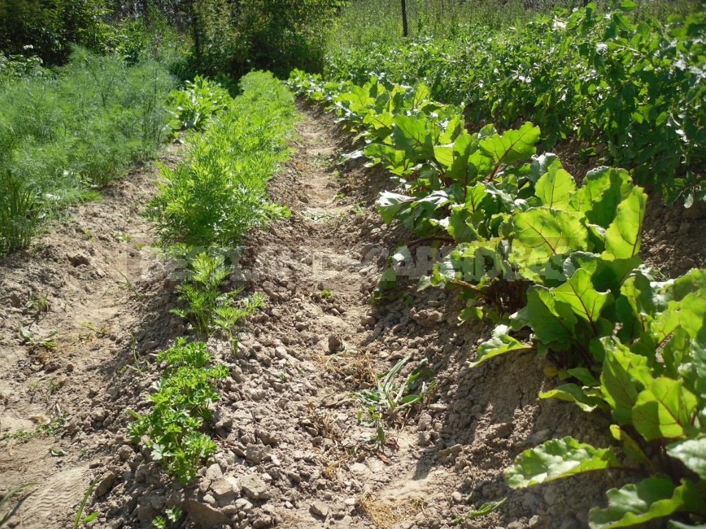 Why I Return To the Old Methods Of Tillage