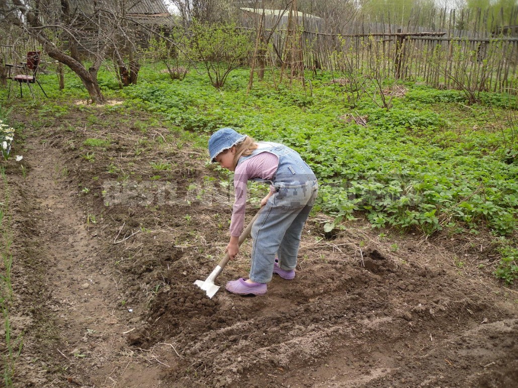 Why I Return To the Old Methods Of Tillage