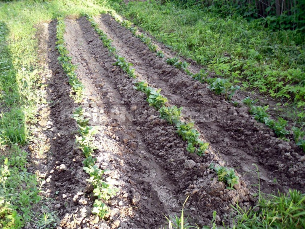 Why I Return To the Old Methods Of Tillage