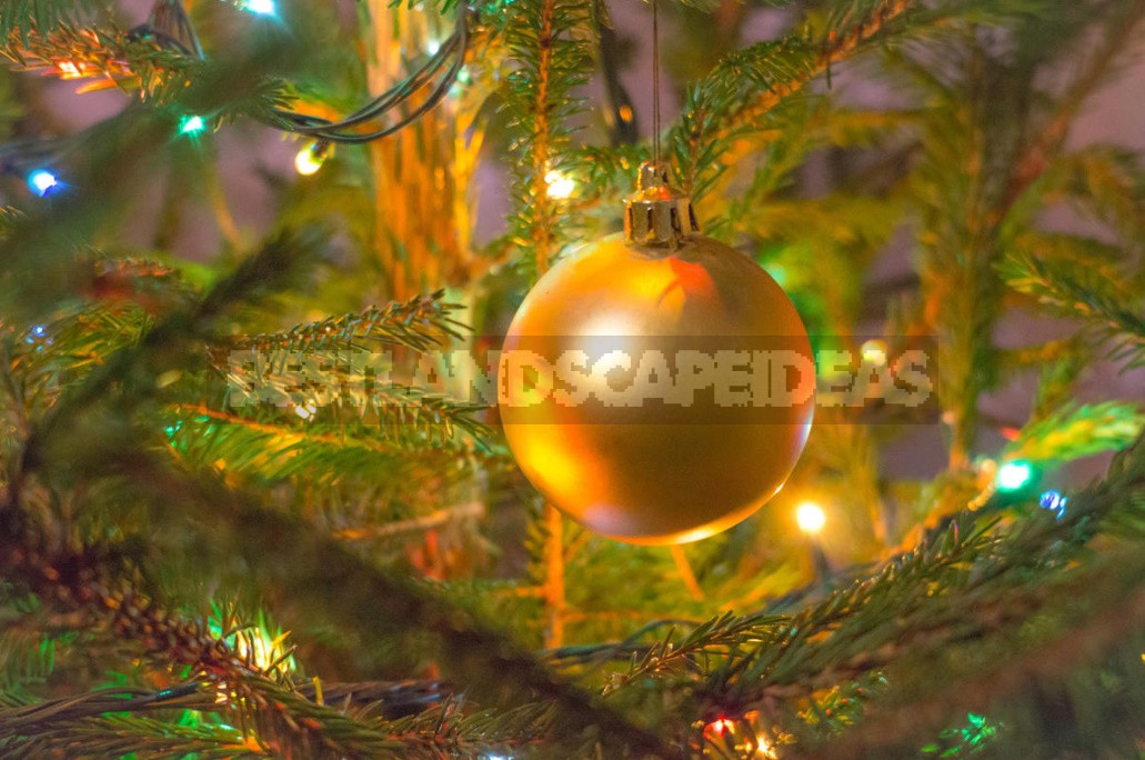 Artificial Or Alive. Which Christmas Tree Is Better? - Best Landscape Ideas
