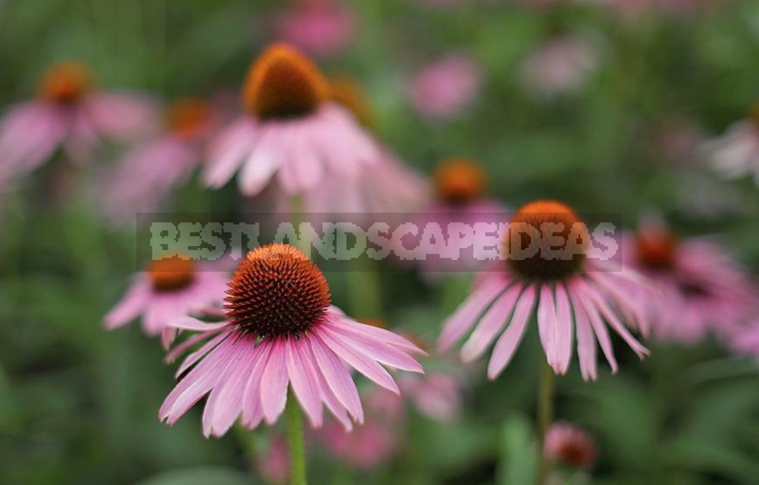 Basics of Composition In Garden Photography