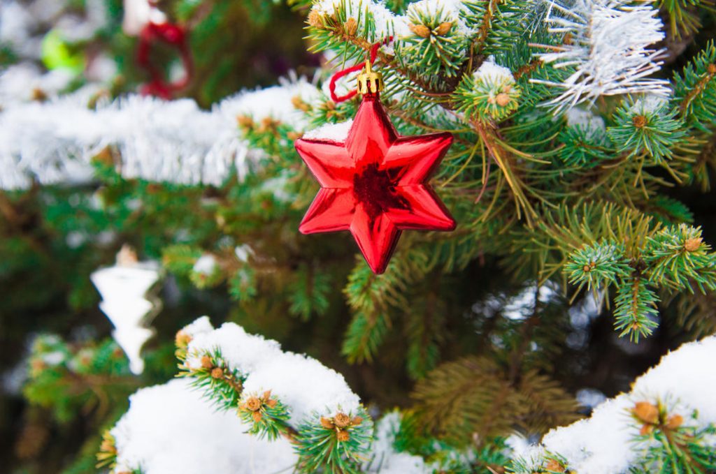 Christmas Tree For the Garden: Choose a Coniferous Tree For Planting