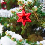Christmas Tree For the Garden: Choose a Coniferous Tree For Planting