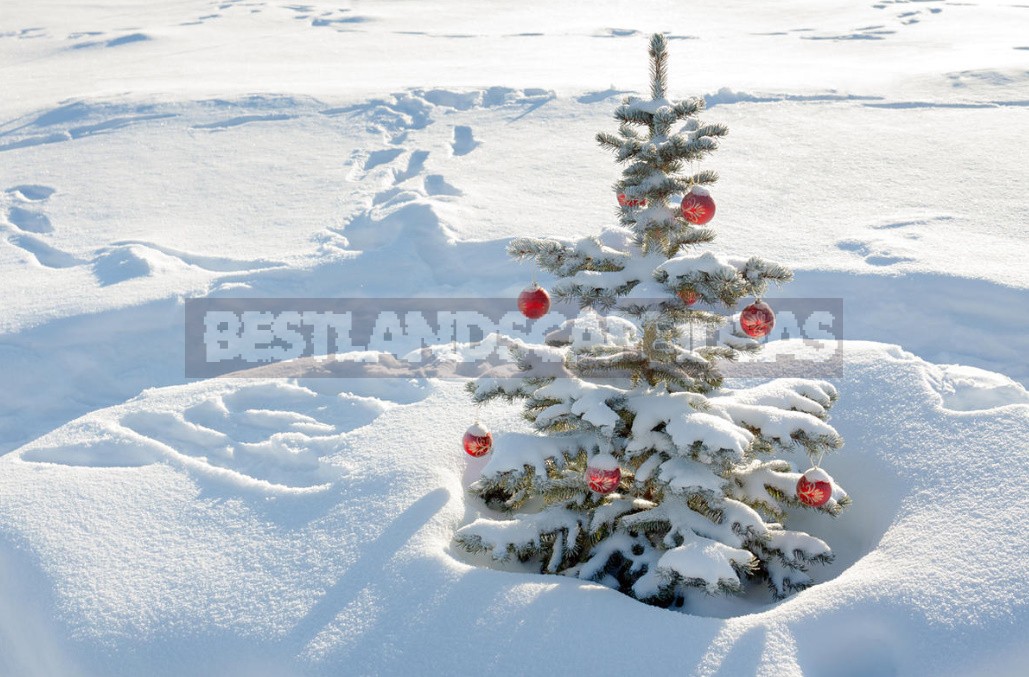 Christmas Tree For the Garden: Choose a Coniferous Tree For Planting