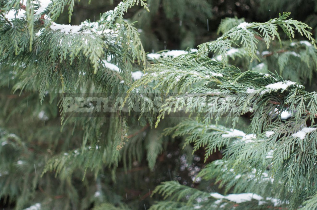 Christmas Tree For the Garden: Choose a Coniferous Tree For Planting