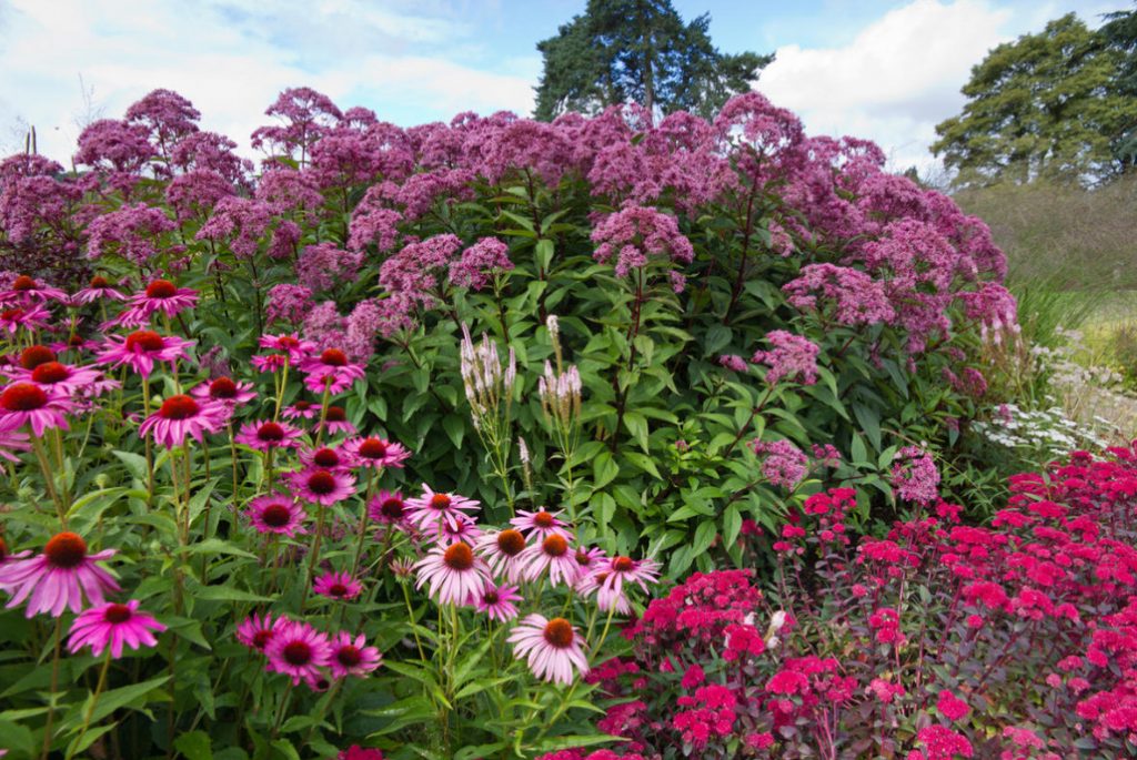 Flower Garden Of Five Perennials: Plan And Description Of Plants