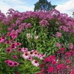 Flower Garden Of Five Perennials: Plan And Description Of Plants
