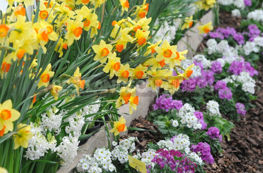 Нарцисс фото цветов на клумбе