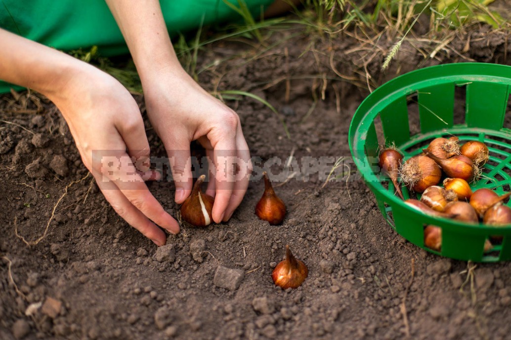 Garden And Vegetable Garden for the Lazy: How To Facilitate Work In the Cottage (Part 1)