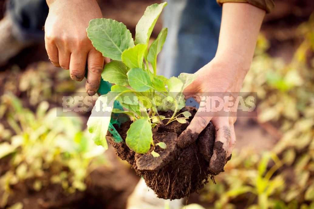 Garden And Vegetable Garden for the Lazy: How To Facilitate Work In the Cottage (Part 1)