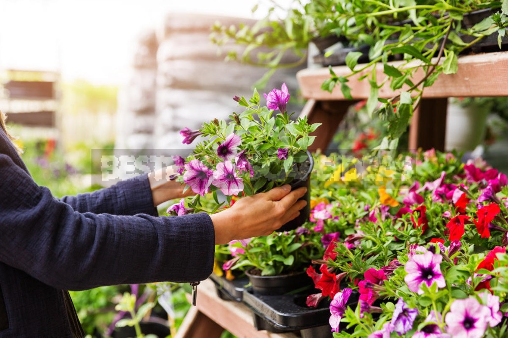 Garden And Vegetable Garden for the Lazy: How To Facilitate Work In the Cottage (Part 1)