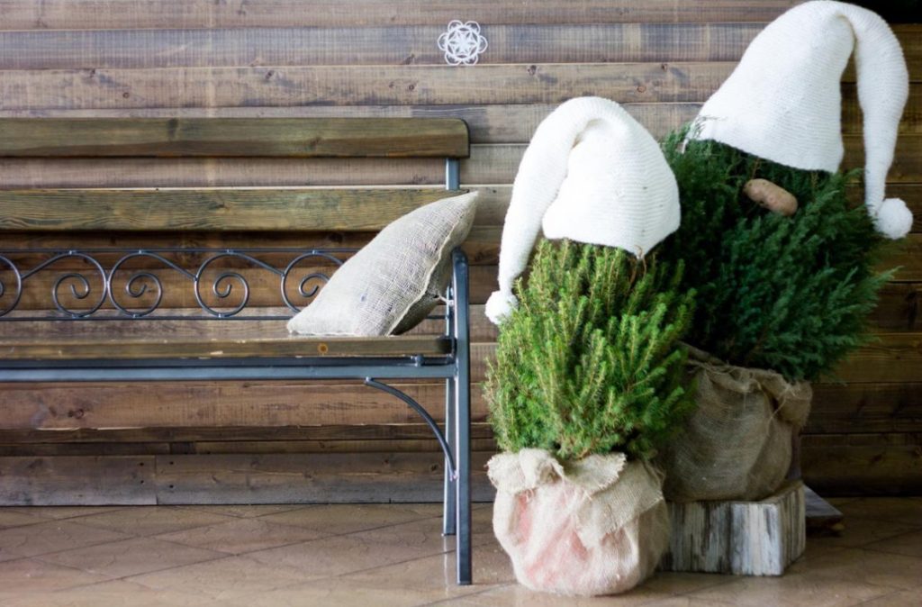 How To Save a Christmas Tree In a Pot, Bought In the Store