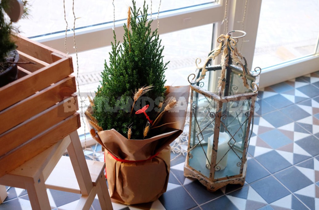 How To Save a Christmas Tree In a Pot, Bought In the Store