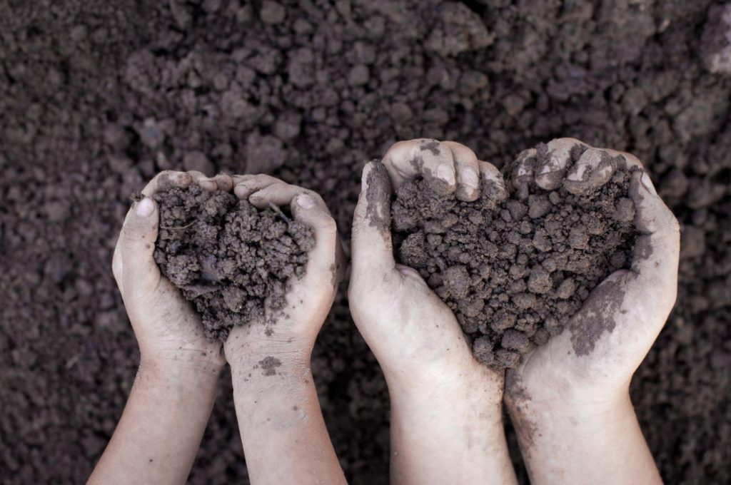 Independent Soil Analysis And Assessment Of Its Fertility