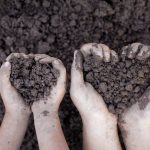 Independent Soil Analysis And Assessment Of Its Fertility