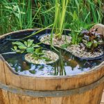 Mini Pond With His Hands From a Wooden Tub