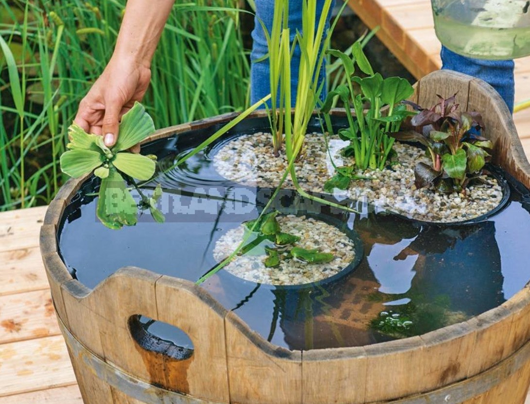 Mini Pond With His Hands From a Wooden Tub