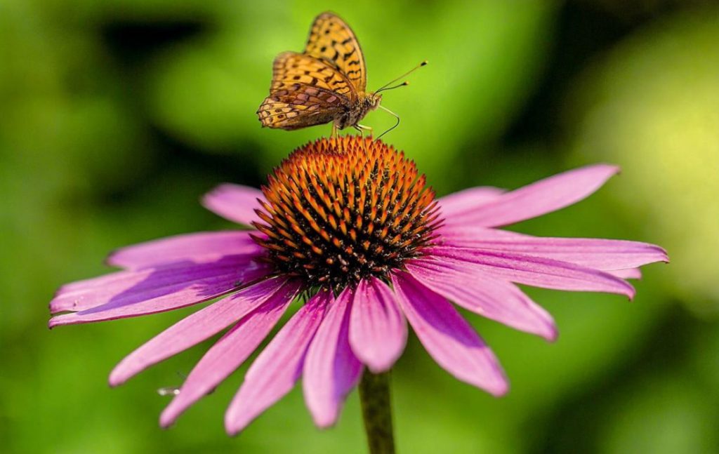 “Portrait” Tricks: How To Adjust the Depth of Field