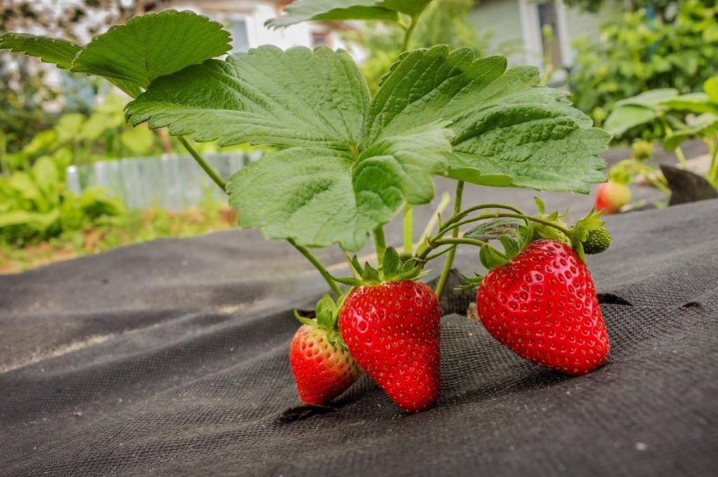The Cultivation Of the Strawberries In the Mulch