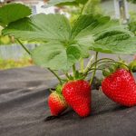 The Cultivation Of the Strawberries In the Mulch