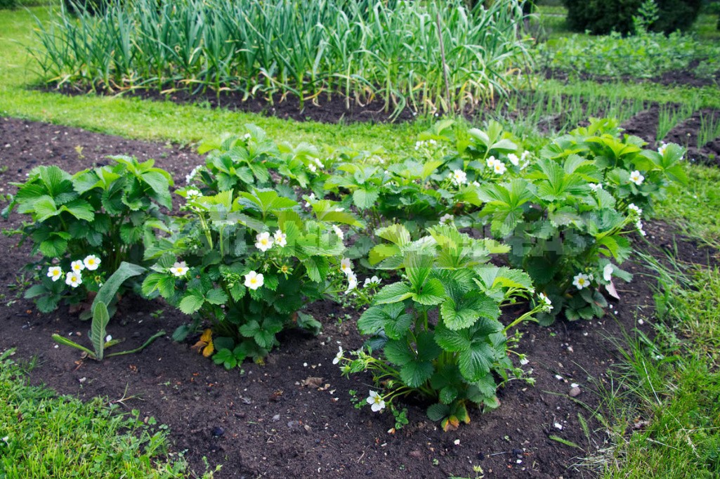 The Cultivation Of the Strawberries In the Mulch