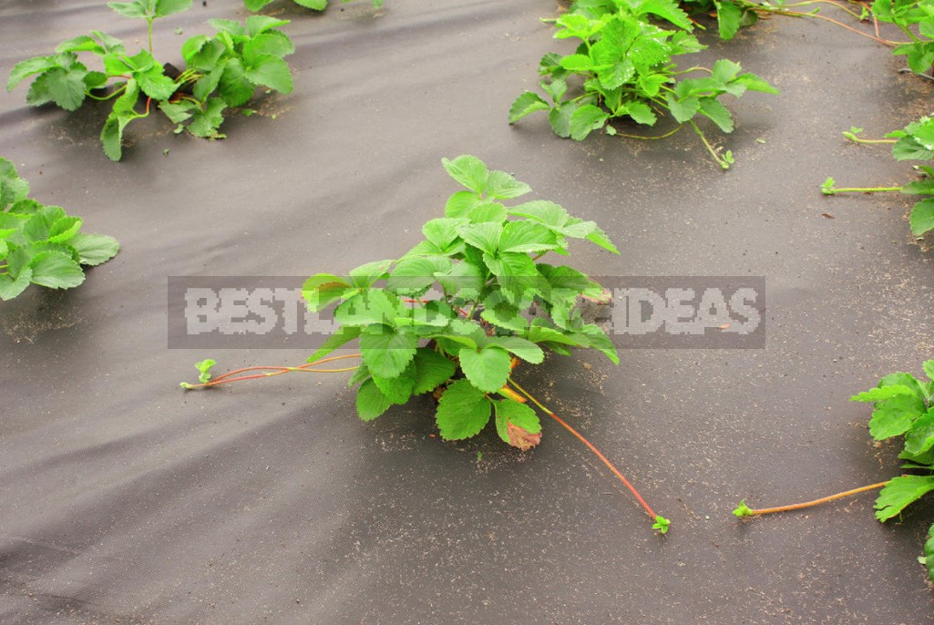 The Cultivation Of the Strawberries In the Mulch