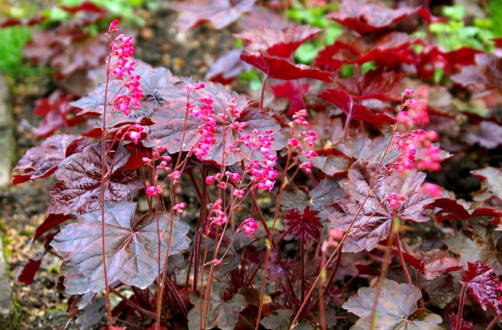 The Perfect Trio the Best Perennials For Your Cottage