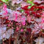 The Perfect Trio the Best Perennials For Your Cottage