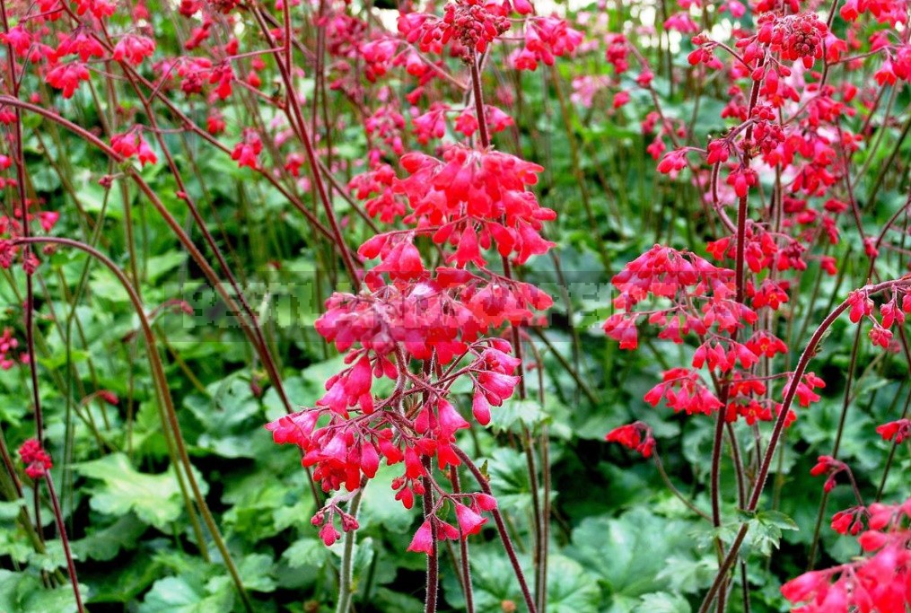 The Perfect Trio the Best Perennials For Your Cottage