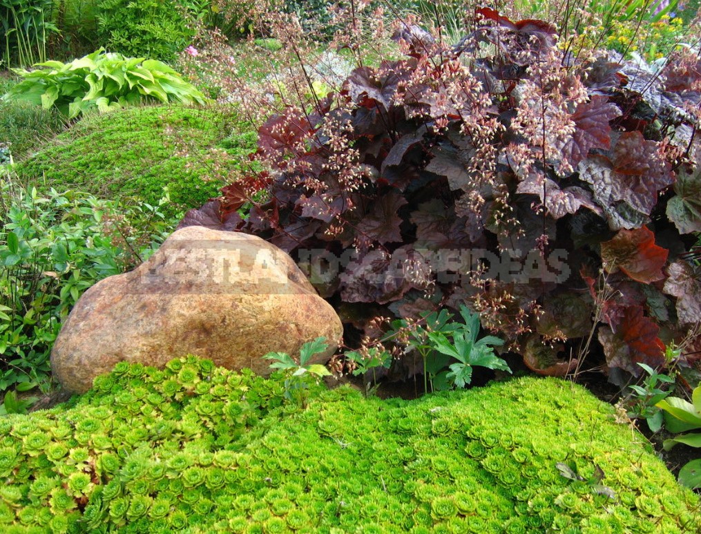 The Perfect Trio the Best Perennials For Your Cottage