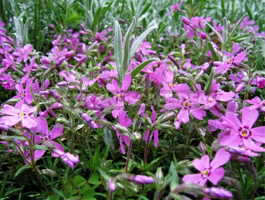 The Perfect Trio the Best Perennials For Your Cottage