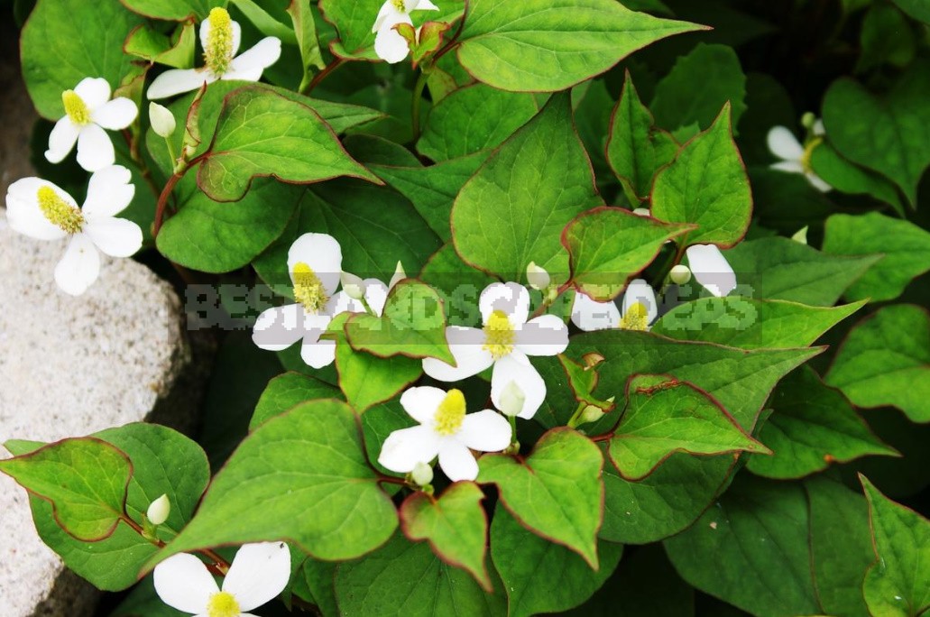 The Perfect Trio the Best Perennials For Your Cottage