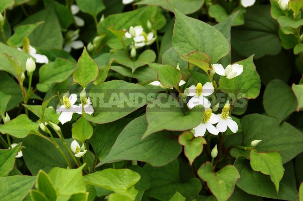 The Perfect Trio the Best Perennials For Your Cottage