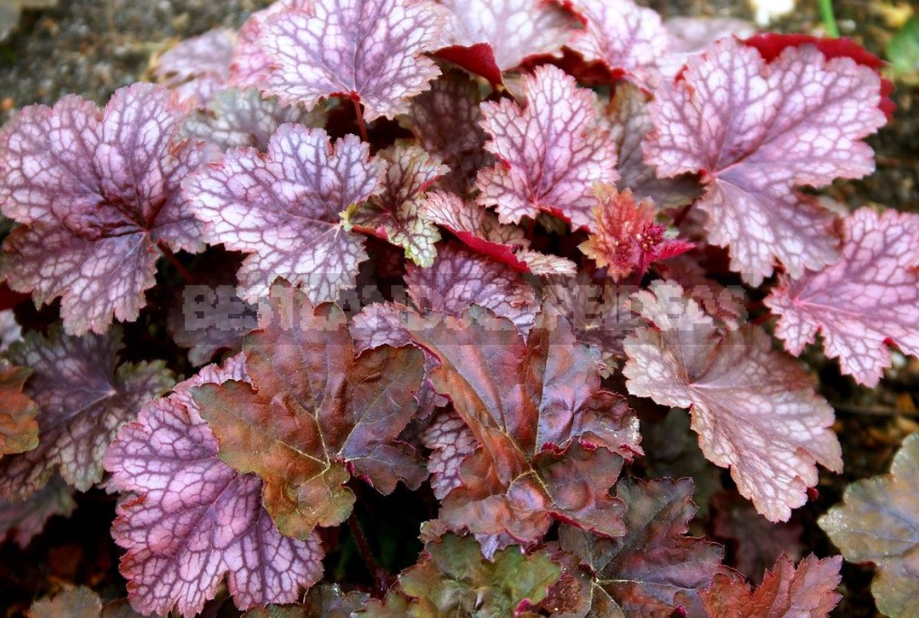 The Perfect Trio the Best Perennials For Your Cottage