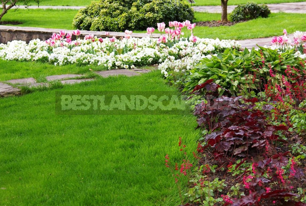 The Perfect Trio the Best Perennials For Your Cottage