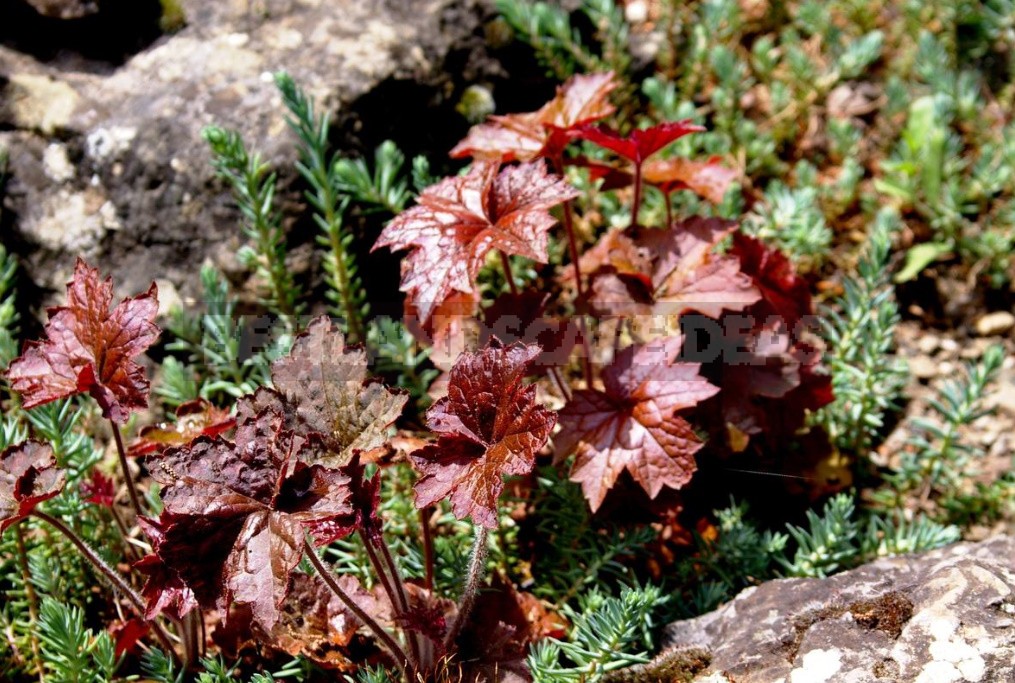 The Perfect Trio the Best Perennials For Your Cottage