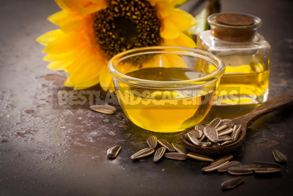 Vegetable And Animal Oils: What Is Best For Cooking (Part 3)