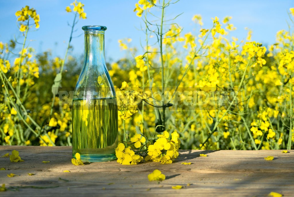 Vegetable And Animal Oils: What Is Best For Cooking (Part 3)