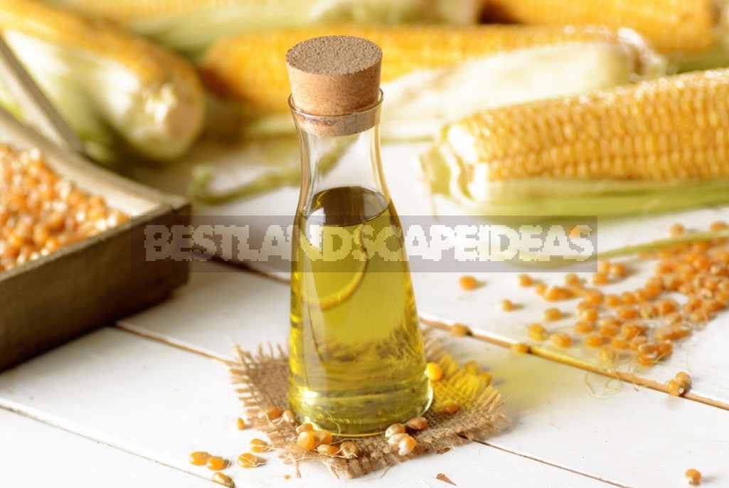 Vegetable And Animal Oils: What Is Best For Cooking (Part 3)