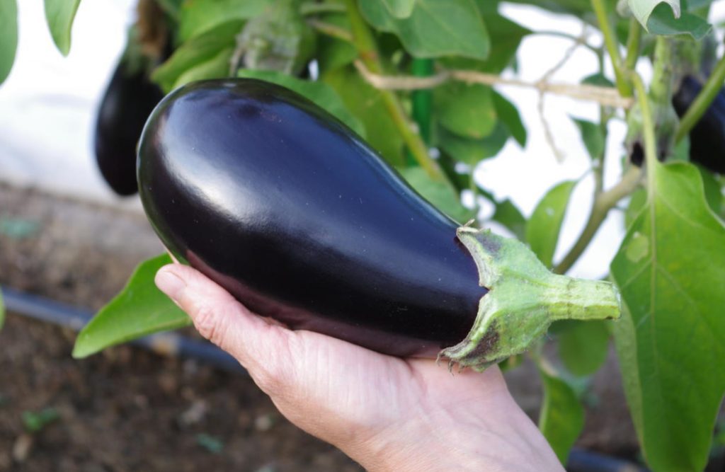 7 Golden Tips For Growing Eggplant