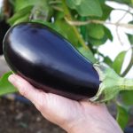 7 Golden Tips For Growing Eggplant
