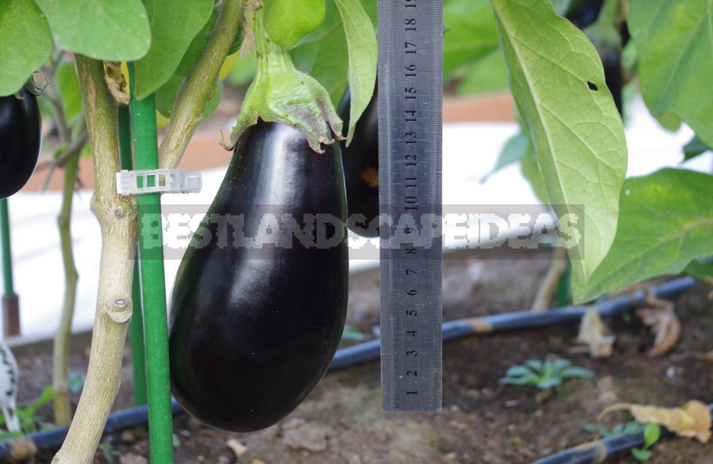 7 Golden Tips For Growing Eggplant