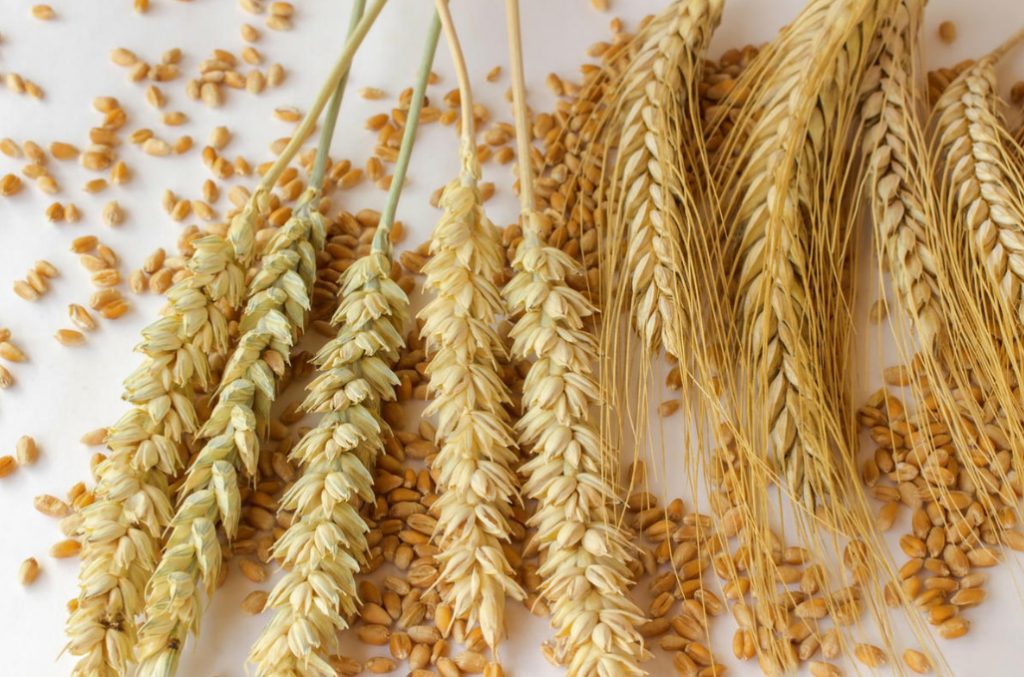 Four proven Braga Recipes: From Corn, Grain, Rice, And Starch (Part 1)