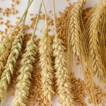 Four proven Braga Recipes: From Corn, Grain, Rice, And Starch (Part 2)